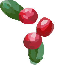 Illustration of redberries